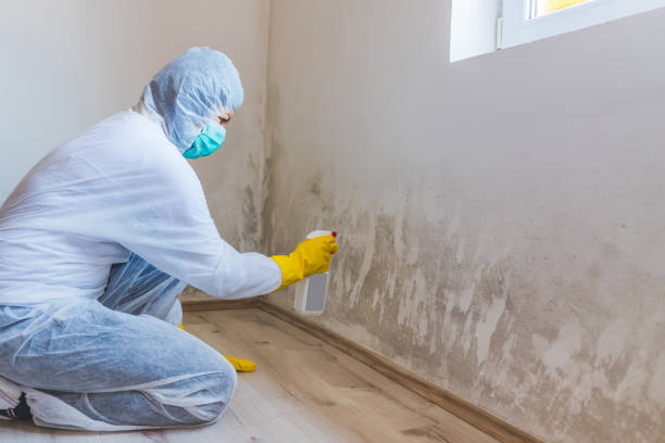 Licensed Attic Mold Remediation service in Winchester, VA - Car Mold Remediation