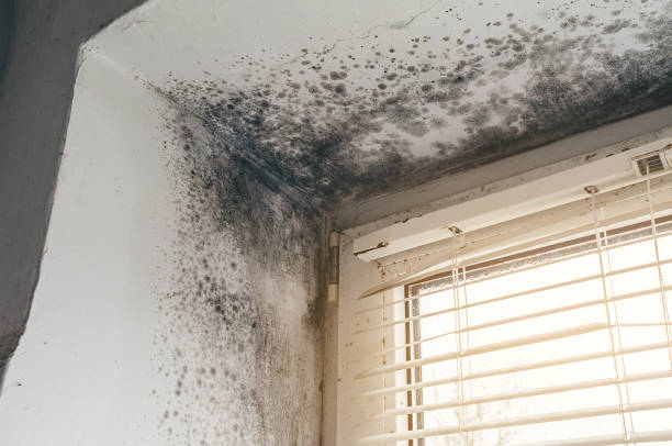 Affordable Attic Mold Remediation solutions in Winchester, VA