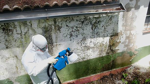 Top rated local Attic Mold Remediation specialists in Winchester, VA